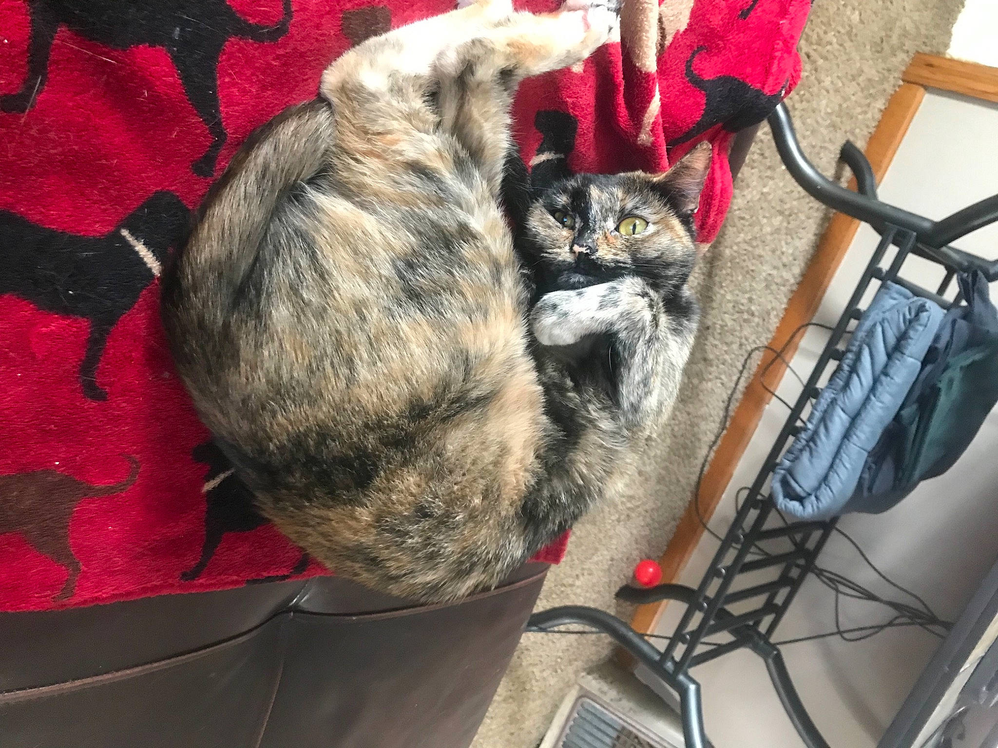 Freya joined the competition — help win amazing prizes! bicycle_handlebar, bicycle_tire, canidae, carnivore, cat, claw, comfort, dog_breed, domestic_short_haired_cat, electrical_wiring, felidae, fur, small_to_medium_sized_cats, sporting_group, tail, thread, whiskers, wire, wool