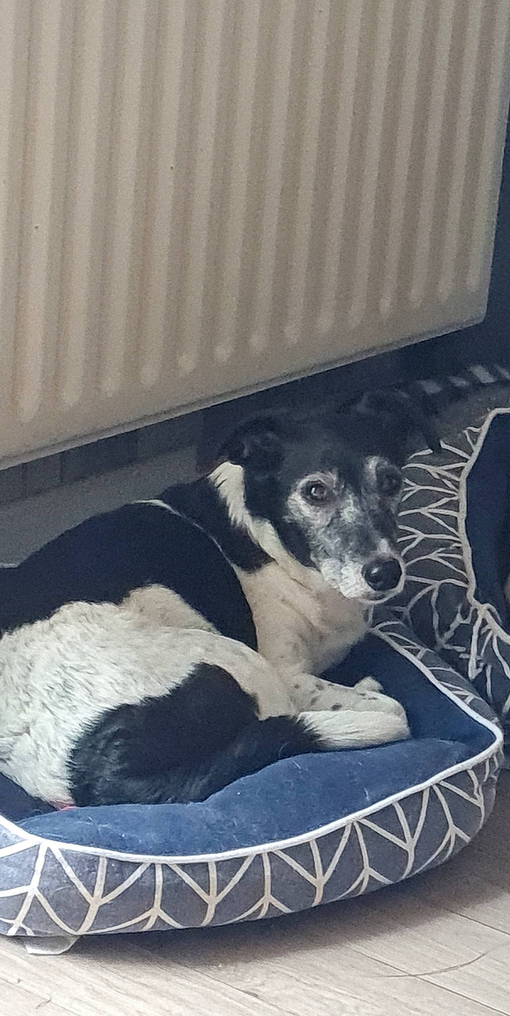 Diabolo a rejoint le concours — aidez-le/la à gagner de superbes lots ! bored, canidae, carnivore, comfort, companion_dog, dog, dog_bed, dog_breed, dog_supply, monochrome_photography, pattern, paw, pet_supply, rectangle, sitting, snout, sporting_group, terrestrial_animal, whiskers, working_animal