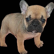Zoé a rejoint le concours — aidez-le/la à gagner de superbes lots ! french_bulldog, puppy, dog, canine, pet, young, ears, fur, black_background, standing, cute, adorable, animal, mammal, snout, face, eyes, legs, paws, portrait