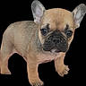 french_bulldog, puppy, dog, canine, pet, young, ears, fur, black_background, standing, cute, adorable, animal, mammal, snout, face, eyes, legs, paws, portrait