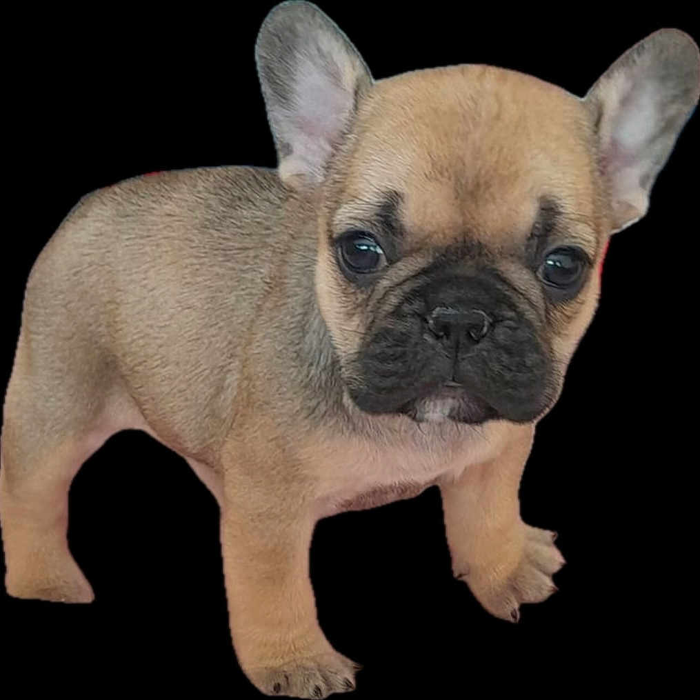 Zoé a rejoint le concours — aidez-le/la à gagner de superbes lots ! french_bulldog, puppy, dog, canine, pet, young, ears, fur, black_background, standing, cute, adorable, animal, mammal, snout, face, eyes, legs, paws, portrait