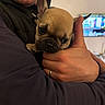animal, background_blur, closeup, clothing, cozy, cute, dog, ears, face, hand, holding, hug, indoor, jacket, person, pet, puppy, smile, warmth, wrinkles