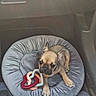adorable, animal, car_interior, companion, cute, dog, floor, french_bulldog, gray_bed, heart_shaped_toys, indoor, pet_bed, puppy, relaxing, resting, shoes, small_dog, sneakers, toy, young_dog