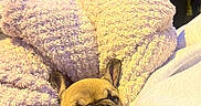 Zoé a rejoint le concours — aidez-le/la à gagner de superbes lots ! arm, blanket, cozy, cute, dog, dusk, french_bulldog, night, outdoor, person, pet, sidewalk, soft, street, streetlight, urban, van, vehicle, warm, wrapping