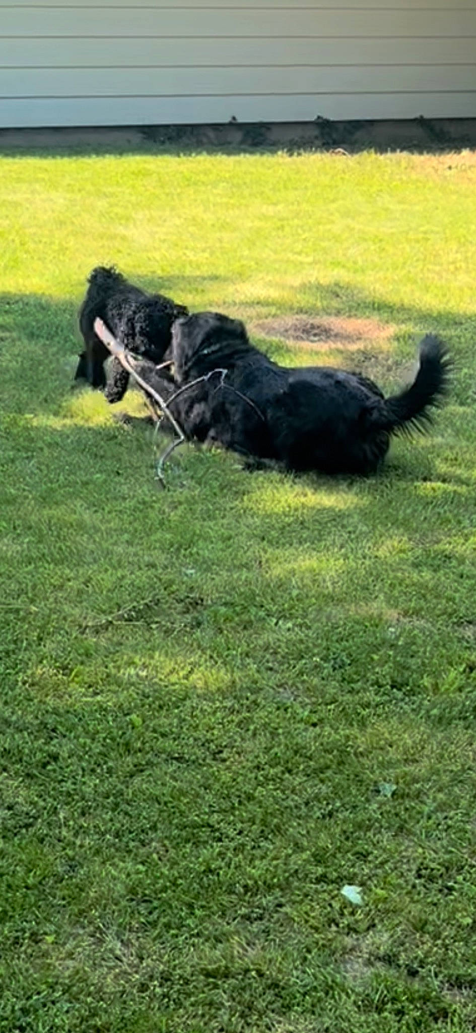 Pluto is registered to the contest to win money with this photo: canidae, carnivore, companion_dog, dog, dog_breed, fur, grass, grassland, groundcover, gun_dog, herding_dog, pasture, plant, shadow, sporting_group, tail, terrier, water_dog, working_animal, working_dog