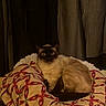 cat, siamese_cat, pet, animal, blue_eyes, wide_eyed, sitting, cozy, blanket, pet_bed, fleece, indoors, curtains, warm_lighting, dim_lighting, portrait, relaxed, fluffy, home, funny_expression