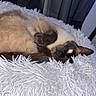 cat, siamese_cat, pet, animal, feline, lying_down, upside_down, sleeping, relaxed, fluffy_blanket, white_blanket, cozy, indoor, home, curtain, brown_fur, dark_face, blue_eyes, flash_photography, close_up