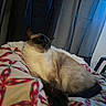 cat, feline, sleeping, relaxed, seal_point, blue_eyes, whiskers, ears, fur, pet, blanket, bed, cozy, indoors, curtains, window, portrait, lounging, soft_lighting, home