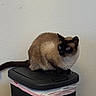 cat, siamese_cat, pet, animal, feline, blue_eyes, brown_fur, dark_face, pointed_ears, whiskers, sitting, trash_can, garbage_bin, lid, indoor, wall, portrait, watching_camera, household_object, funny