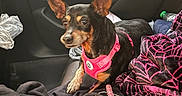 Minnie is registered to the contest to win money with this photo: dog, canine, small_dog, black_and_tan, pointy_ears, pink_harness, car_interior, car_seat, pet, animal, sitting, road_trip, blanket, clothing, leash, bottle, travel, portrait, indoors, companion