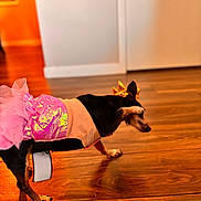 Minnie is registered to the contest to win money with this photo: dog, small_dog, costume, tutu, pink, dress, clothing, indoor, wooden_floor, home, walking, standing, profile, black_and_tan, ears, pet, fashion, cute, photography, interior