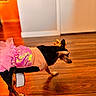 black_and_tan, clothing, costume, cute, dog, dress, ears, fashion, home, indoor, interior, pet, photography, pink, profile, small_dog, standing, tutu, walking, wooden_floor