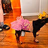 Minnie joined the competition — help win amazing prizes! dog, costume, crown, tutu, pink, dress_up, royal, small_dog, pet, animal, indoor, wooden_floor, home, fashion, glitter, playful, standing, side_view, funny, portrait