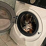 cat, calico_cat, washing_machine, laundry_room, open_door, appliance, tile_floor, curious, indoor, household, pet, domestic, fur, animal, resting, white_appliance, metal_drum, reflection, home, cleaning_supplies