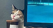 Dina participe au concours pour gagner de l'argent avec cette photo : cat, calico_cat, candle, citrus, television, screen, furniture, table, indoor, curious, pet, animal, resting, face, ears, paw, reflection, blue_light, home, cozy