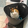 Dina a rejoint le concours — aidez-le/la à gagner de superbes lots ! cat, calico_cat, laundry_basket, black_basket, laundry_room, tiled_floor, tiled_wall, pink_towel, storage_box, curious, pet, indoor, looking_up, household, domestic_animal, fur, whiskers, eyes, container, floor