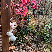 Dina a rejoint le concours — aidez-le/la à gagner de superbes lots ! cat, calico, curious, peeking, wooden_post, pink_blossoms, flowers, garden, plants, greenery, outdoor, nature, foliage, branches, spring, pet, animal, fur, whiskers, playful