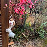cat, calico, curious, peeking, wooden_post, pink_blossoms, flowers, garden, plants, greenery, outdoor, nature, foliage, branches, spring, pet, animal, fur, whiskers, playful