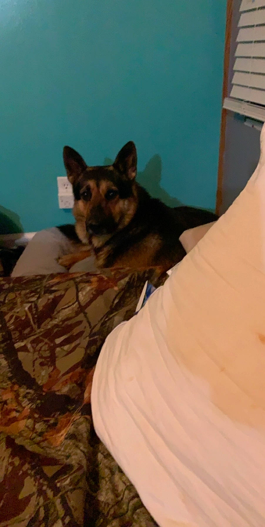 Ryder is registered to the contest to win money with this photo: brown, canidae, carnivore, comfort, companion_dog, dog, dog_breed, fawn, felidae, flooring, fur, king_shepherd, linens, room, small_to_medium_sized_cats, snout, terrestrial_animal, whiskers, wood, working_animal