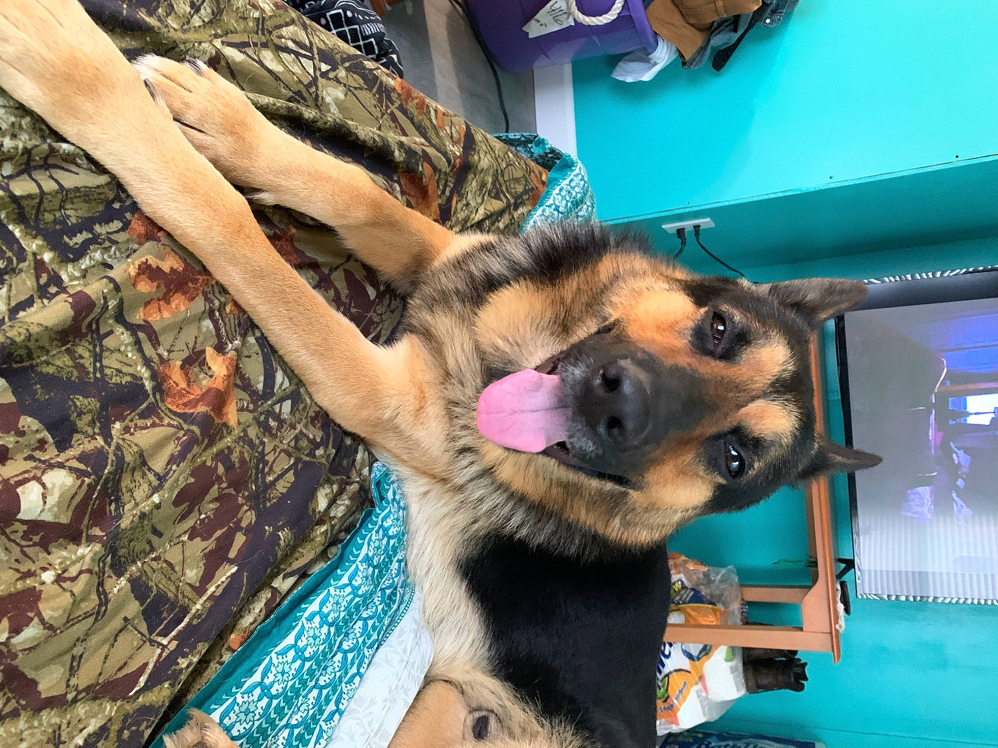 Ryder joined the competition — help win amazing prizes! ancient_dog_breeds, canidae, carnivore, collar, companion_dog, dog, dog_breed, fawn, fur, german_shepherd_dog, herding_dog, jaw, king_shepherd, old_german_shepherd_dog, snout, sporting_group, working_animal, working_dog