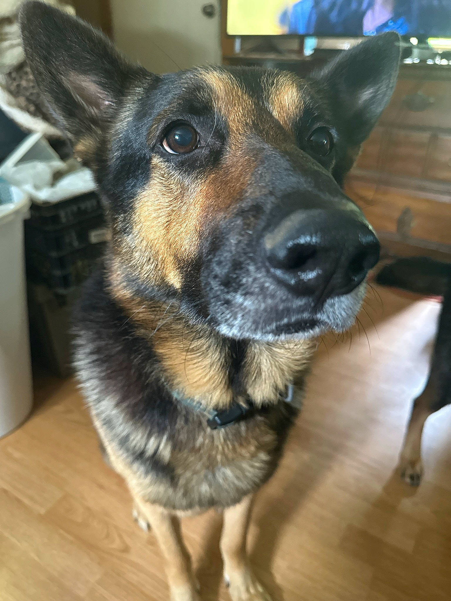 Ryder is registered to the contest to win money with this photo: carnivore, collar, companion_dog, dog, dog_breed, ear, fawn, flooring, fur, guard_dog, hardwood, herding_dog, plank, snout, varnish, whiskers, wood, wood_flooring, working_animal, working_dog