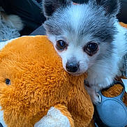 Iago a rejoint le concours — aidez-le/la à gagner de superbes lots ! dog, puppy, fluffy, small_dog, toy, plush_toy, orange, white, black, pet, cute, cuddling, car_interior, close_up, soft_texture, ears, nose, eyes, comfort, animal
