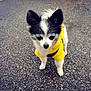 dog, small_dog, yellow_sweater, black_and_white, outdoor, gravel, pet, animal, cute, fur, ears, standing, looking_down, canine, portrait, companion, adorable, curious, shy, walking