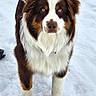 dog, australian_shepherd, blue_eyes, snow, leash, pet, animal, outdoor, fur, brown_and_white, standing, canine, winter, nature, mammal, companion, cute, alert, portrait, friendly