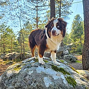 Adès a rejoint le concours — aidez-le/la à gagner de superbes lots ! dog, australian_shepherd, blue_eyes, standing, rock, moss, forest, trees, sunlight, outdoor, nature, animal, canine, fur, alert, daylight, woods, scenic, pet, wildlife