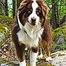 Adès participe au concours pour gagner de l'argent avec cette photo : dog, australian_shepherd, blue_eyes, brown_fur, white_fur, moss, rock, forest, trees, greenery, outdoor, nature, animal, pet, canine, standing, alert, fur, wildlife, daylight