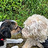 dog, canine, grass, outdoor, nature, pet, collar, harness, fur, nose, sniffing, animal, cute, playful, friendship, two_dogs, greenery, leafy, close_up, adorable