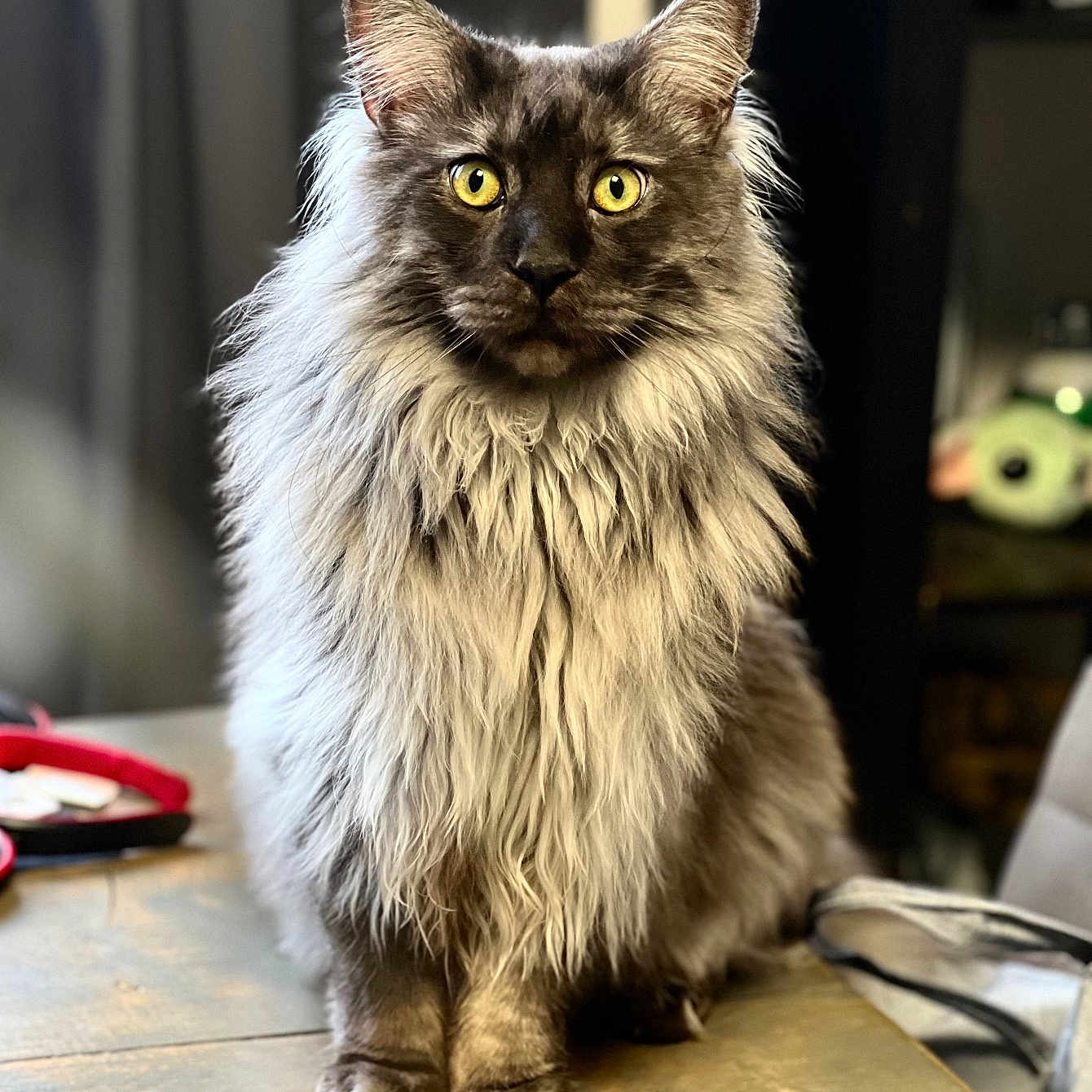 Mando a rejoint le concours — aidez-le/la à gagner de superbes lots ! alert, animal, cat, closeup, cute, domestic_cat, feline, fluffy, fur, household, indoor, long_fur, looking, mammal, pet, portrait, sitting, table, whiskers, yellow_eyes