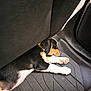 Sawyer joined the competition — help win amazing prizes! puppy, dog, sleeping, car_interior, floor_mat, black_fur, white_fur, brown_fur, pet, animal, cute, collar, paw, resting, young_dog, indoors, transportation, cozy, relaxed, side_view