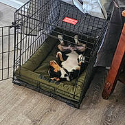 Sawyer is registered to the contest to win money with this photo: dog, crate, pet, indoor, cage, resting, relaxed, blanket, floor, wooden_floor, furniture, open_door, collar, small_dog, black_and_white, brown, paws_up, cushion, home, comfort