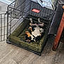 dog, crate, pet, indoor, cage, resting, relaxed, blanket, floor, wooden_floor, furniture, open_door, collar, small_dog, black_and_white, brown, paws_up, cushion, home, comfort