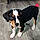 Sawyer