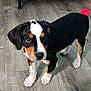 Sawyer is registered to the contest to win money with this photo: puppy, dog, tricolor, floor, wooden_floor, toy, red_ball, pet, young_dog, indoor, animal, canine, four_legs, ears, cute, small, looking, standing, playful, domestic_animal
