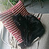 Jean-Claude a rejoint le concours — aidez-le/la à gagner de superbes lots ! black_cat, cat, feline, pet, animal, long_hair, green_eyes, sitting, lounging, cushion, pillow, blanket, chair, furniture, indoor, home, living_space, houseplant, window, patterned_fabric
