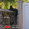 Jean-Claude a rejoint le concours — aidez-le/la à gagner de superbes lots ! cat, black_cat, animal, pet, sitting, perched, wall, stone_wall, outdoor, garden, gate, fence, lamp, greenery, foliage, shadow, silhouette, architecture, residential, text_overlay