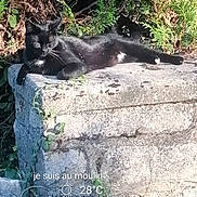 Jean-Claude a rejoint le concours — aidez-le/la à gagner de superbes lots ! cat, black_cat, animal, pet, feline, lying_down, relaxed, outdoor, garden, foliage, greenery, stone, ledge, sunlight, shadow, whiskers, tail, fur, nature, text_overlay