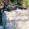 cat, black_cat, animal, pet, feline, lying_down, relaxed, outdoor, garden, foliage, greenery, stone, ledge, sunlight, shadow, whiskers, tail, fur, nature, text_overlay
