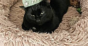 Jean-Claude participe au concours pour gagner de l'argent avec cette photo : black_cat, cat, pet, animal, fur, green_hat, winter_hat, pom_pom, holiday, christmas, cozy, fluffy_bed, pet_bed, indoor, home, lounging, sitting, portrait, whiskers, grumpy_expression