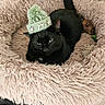 black_cat, cat, pet, animal, fur, green_hat, winter_hat, pom_pom, holiday, christmas, cozy, fluffy_bed, pet_bed, indoor, home, lounging, sitting, portrait, whiskers, grumpy_expression