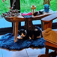 Simone a rejoint le concours — aidez-le/la à gagner de superbes lots ! cat, black_and_white_cat, pet, animal, lying_down, indoors, holiday_decorations, christmas, wooden_table, lantern, star, pinecones, festive, blue_rug, rocking_chair, window, grass, home_decor, cozy, portrait