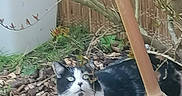 Simone participe au concours pour gagner de l'argent avec cette photo : cat, black_and_white, feline, animal, pet, outdoor, garden, mulch, plants, branches, bamboo, wooden_stake, leaves, nature, sitting, looking_up, whiskers, fur, portrait, backyard