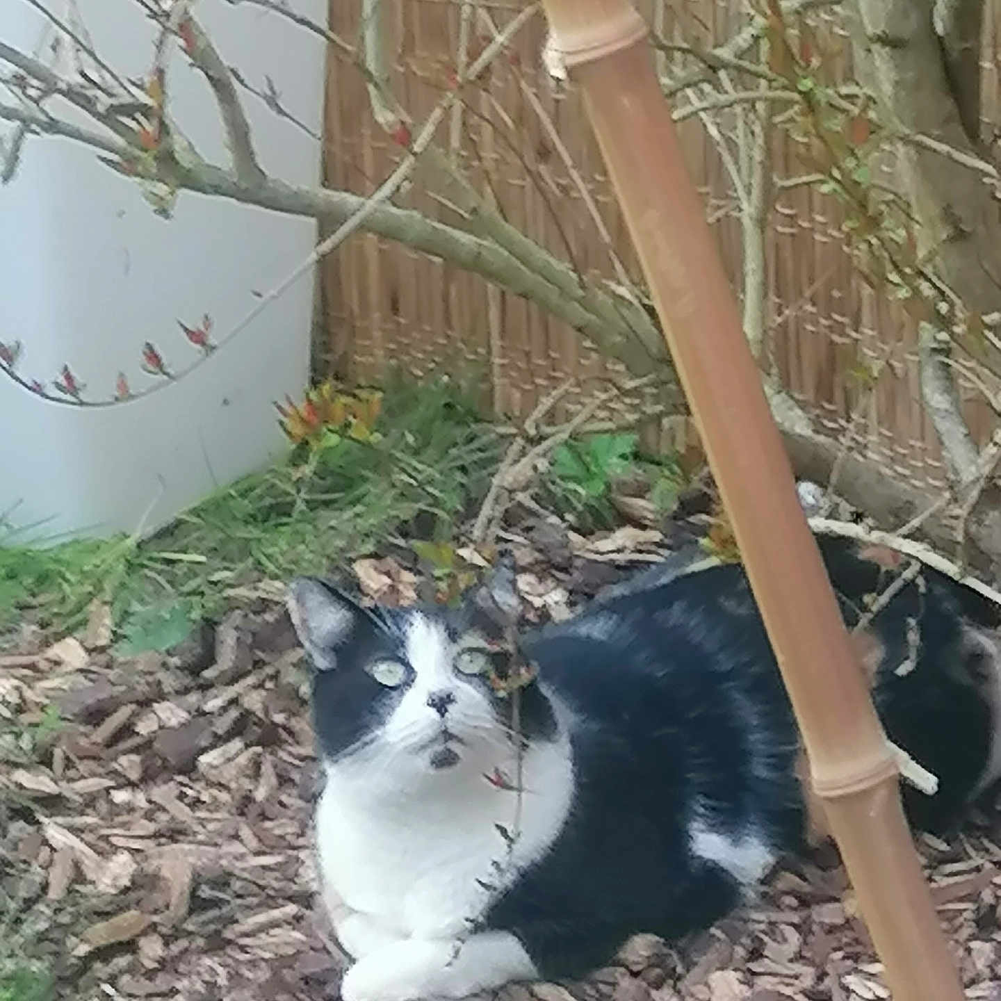 Simone