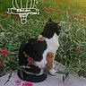 Simone participe au concours pour gagner de l'argent avec cette photo : cat, tricolor_cat, animal, pet, sitting, outdoors, garden, flowers, pink_flowers, greenery, grass, leaves, pavement, calico, black_fur, white_fur, orange_fur, back_view, hot_air_balloon, illustration