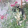 Simone participe au concours pour gagner de l'argent avec cette photo : cat, tuxedo_cat, animal, pet, feline, garden, flowers, pink_flowers, greenery, leaves, plants, outdoor, hiding, portrait, whiskers, eyes, black_and_white, calico_markings, nature, text_overlay