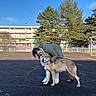 person, dog, animal, outdoor, hugging, tree, building, sky, pavement, sunlight, fence, greenery, casual_clothing, footwear, pet, nature, daylight, park, affection, companion