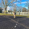 dog, canine, pavement, outdoor, tree, bare_tree, fence, sky, cloud, daylight, animal, walking, tongue_out, playful, nature, grass, leafless, blue_sky, pet, sunlight